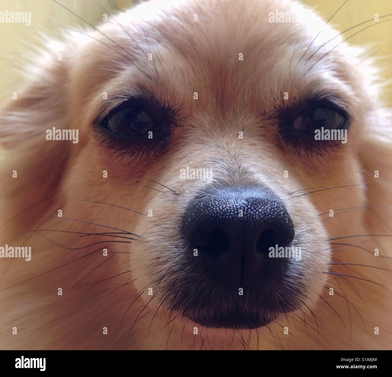 Das süße Gesicht des Chihuahua Hund Stockfoto