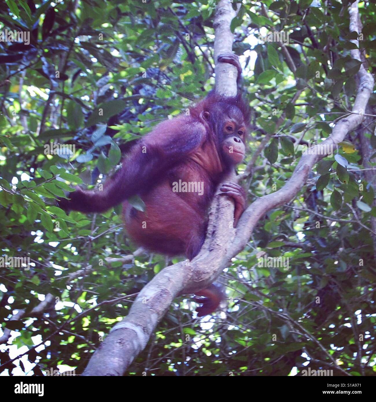 Baby Orang-Utan auf Borneo - Smartphone-aufgenommenes Stockfoto