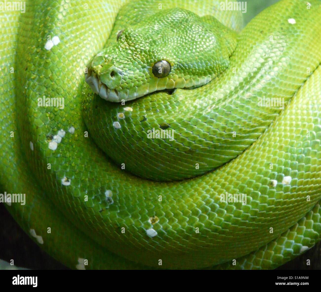 Grüne Schlange Stockfoto