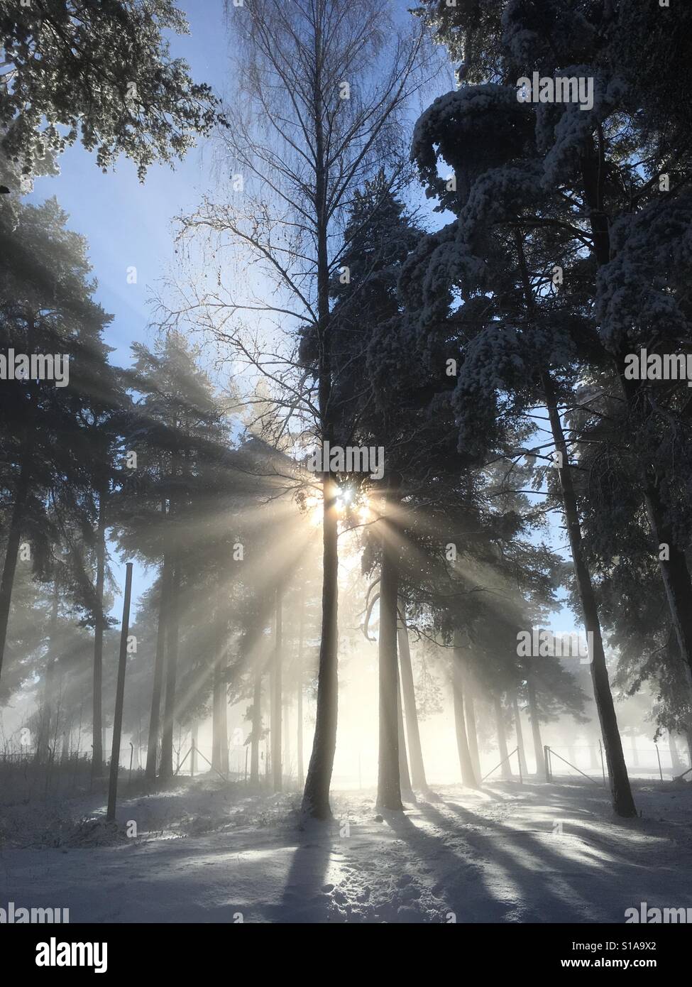 Sonnenschein durch Bäume Stockfoto