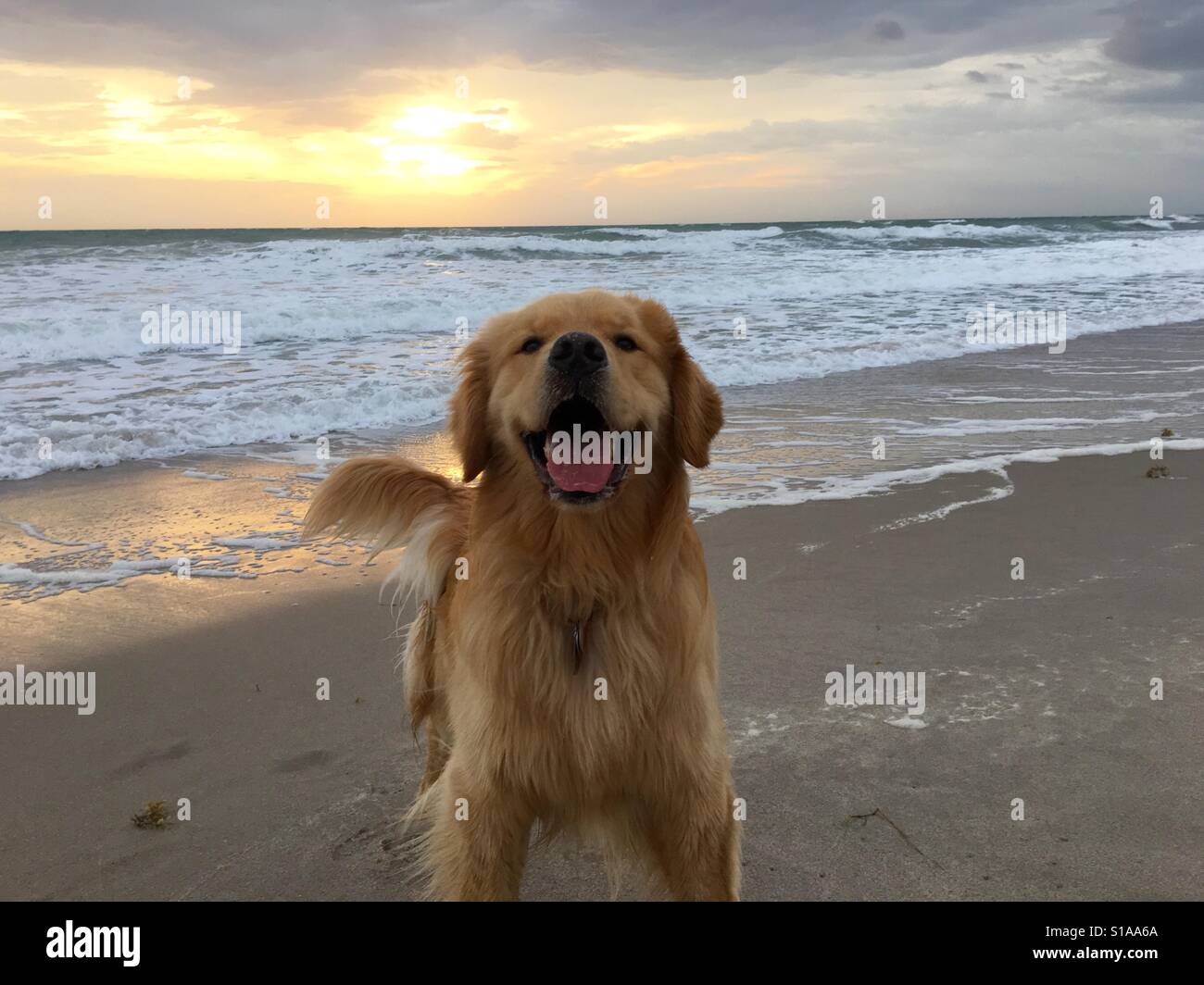 Golden Retriever Am Strand Fotos Und Bildmaterial In Hoher Aufl sung golden-retriever-am-strand-fotos-und-bildmaterial-in-hoher-aufl-sung