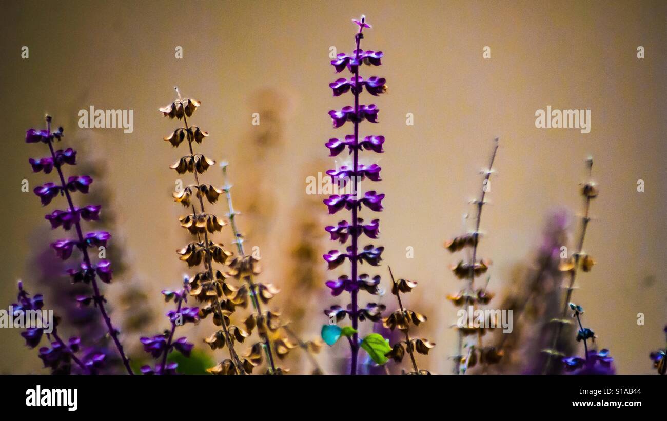 kleine Blumen Stockfoto