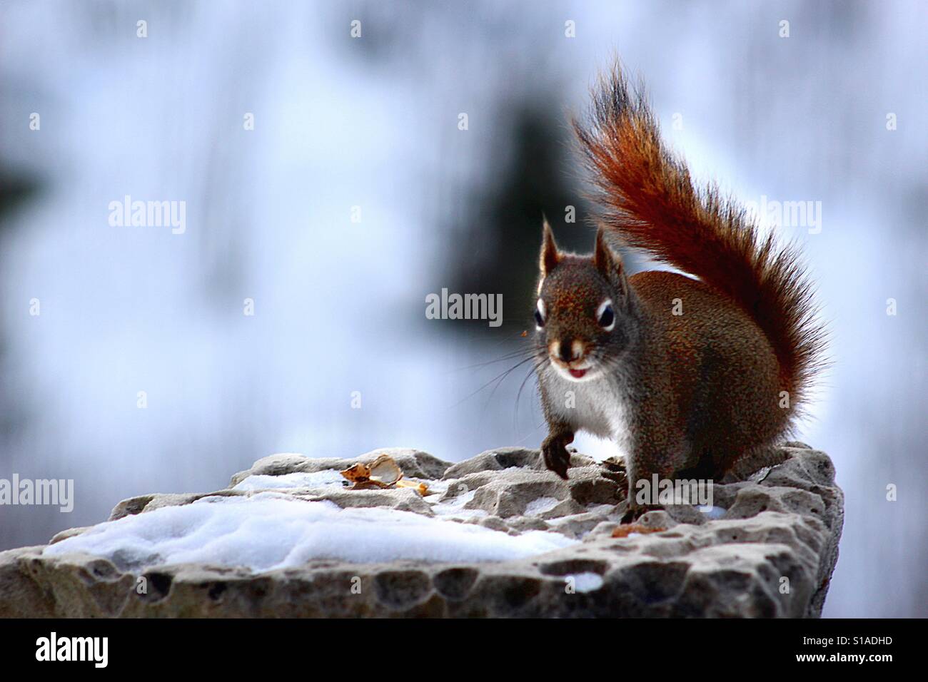 Eichhörnchen im winter Stockfoto