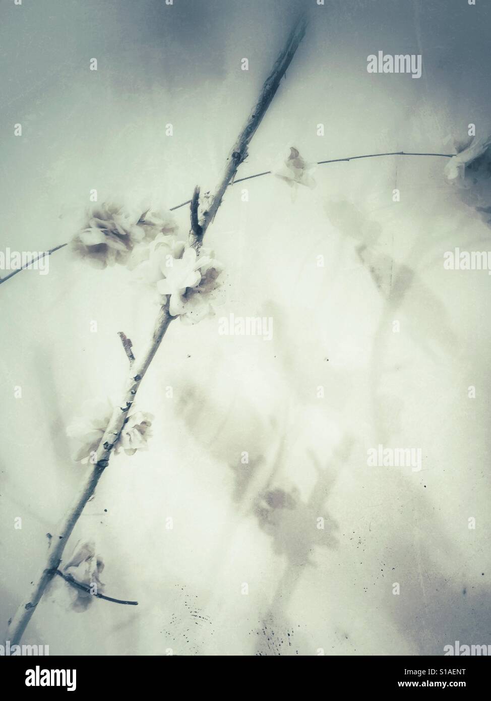 Frühlingsblumen auf einem Baum Zweig Schattenwurf an der Wand Stockfoto