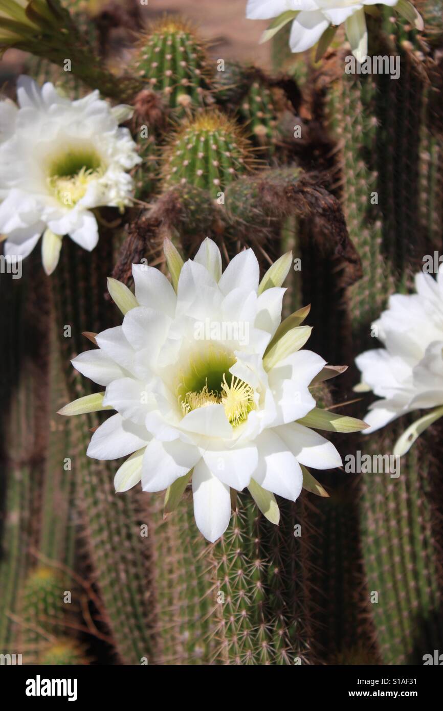 Blumen Stockfoto