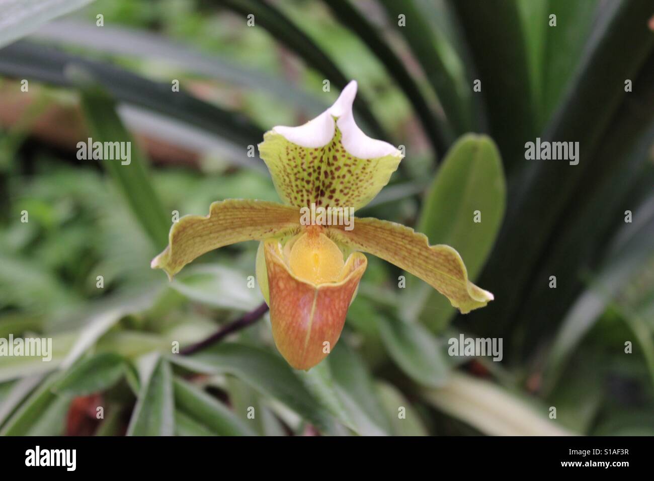 Blume Stockfoto