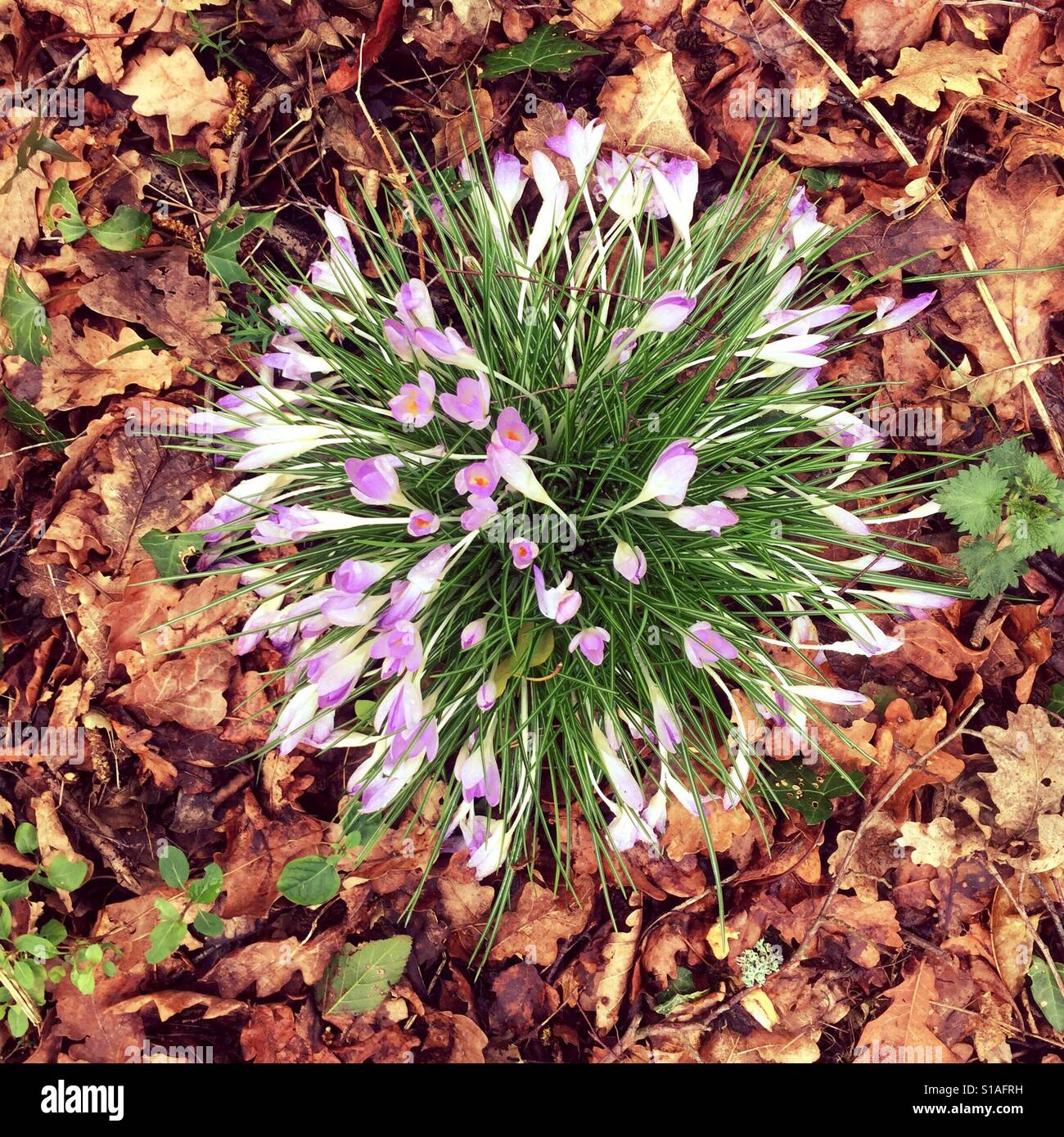 Frühlings-Krokus in Blüte Stockfoto