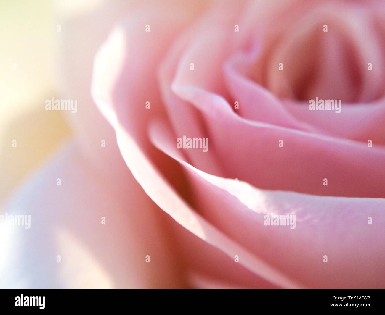 Partielle Makro-Ansicht einer rosa Rose Stockfoto