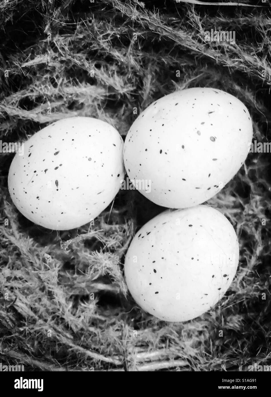 Drei gesprenkelten Eiern in einem nest Stockfoto