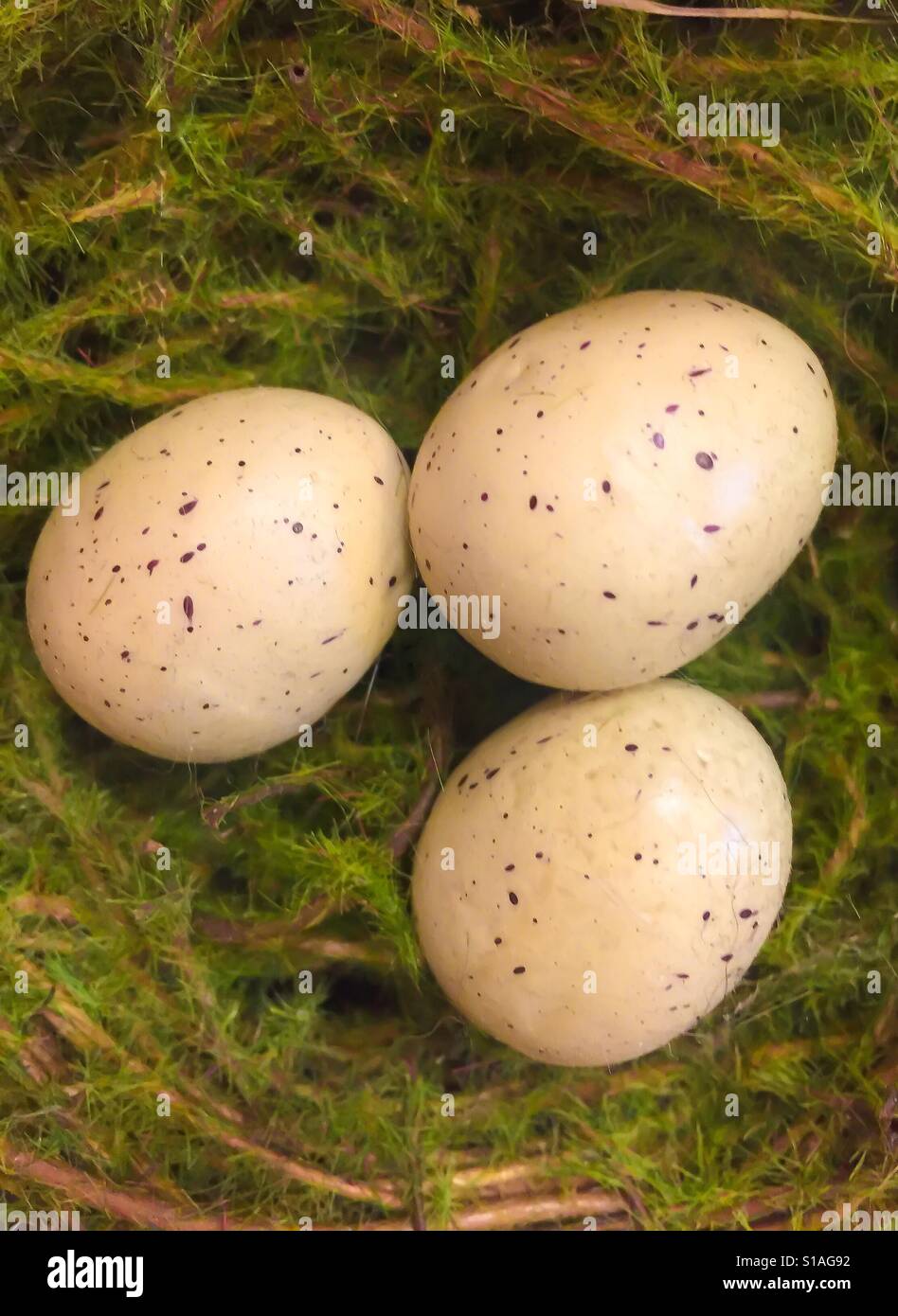 Eine Sammlung von drei gesprenkelte Vogeleier im nest Stockfoto