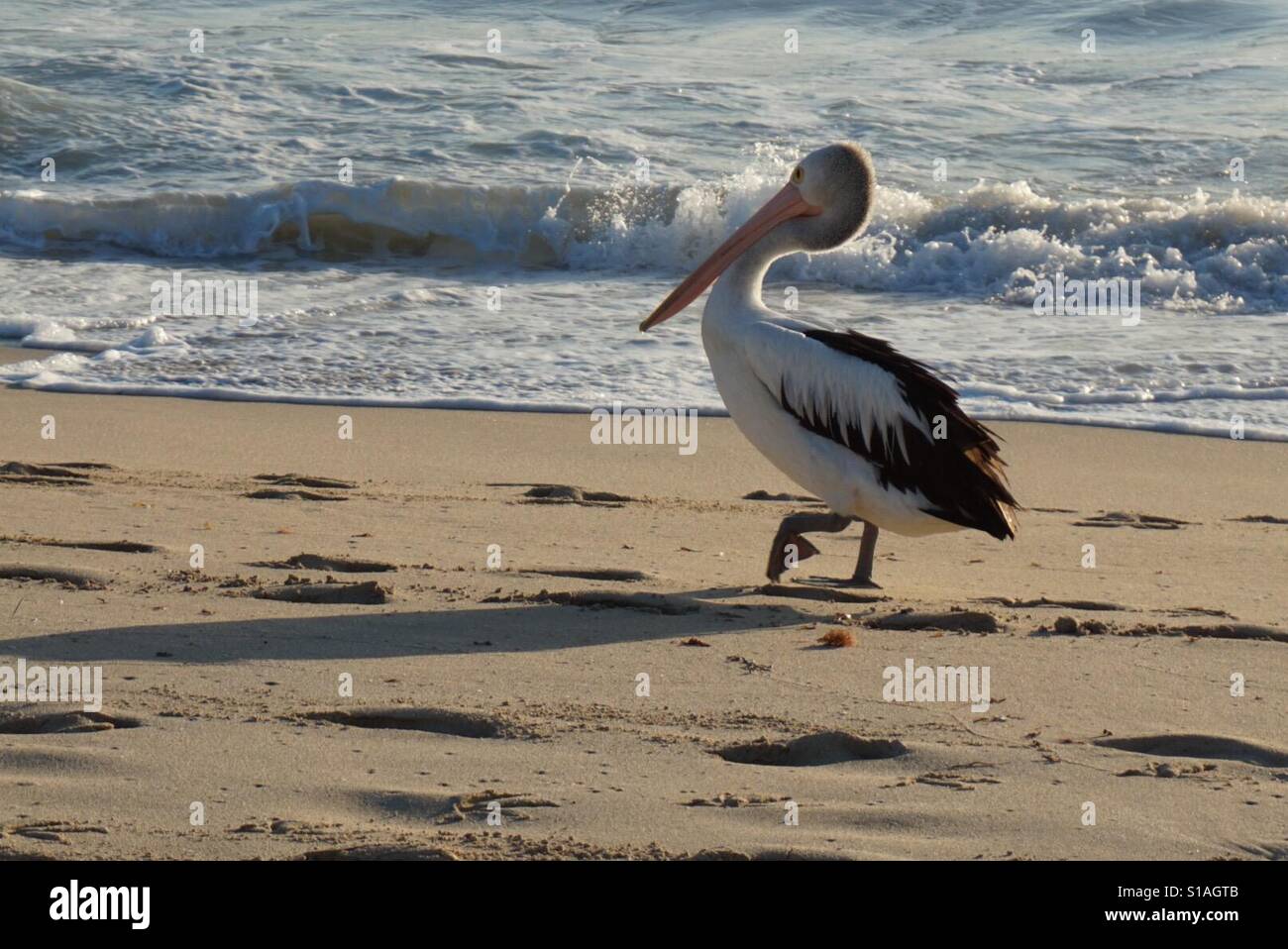 Pelikan zu Fuß Stockfoto