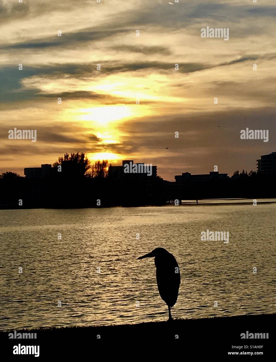 Vögel bei Sonnenuntergang Stockfoto