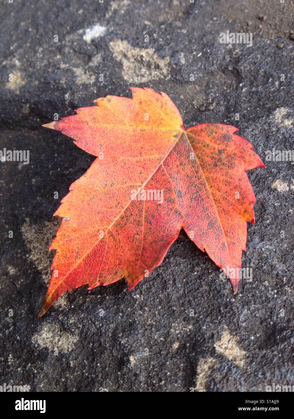 Orange-rot-gelb Herbst Blatt auf einem dunklen Stein. Stockfoto