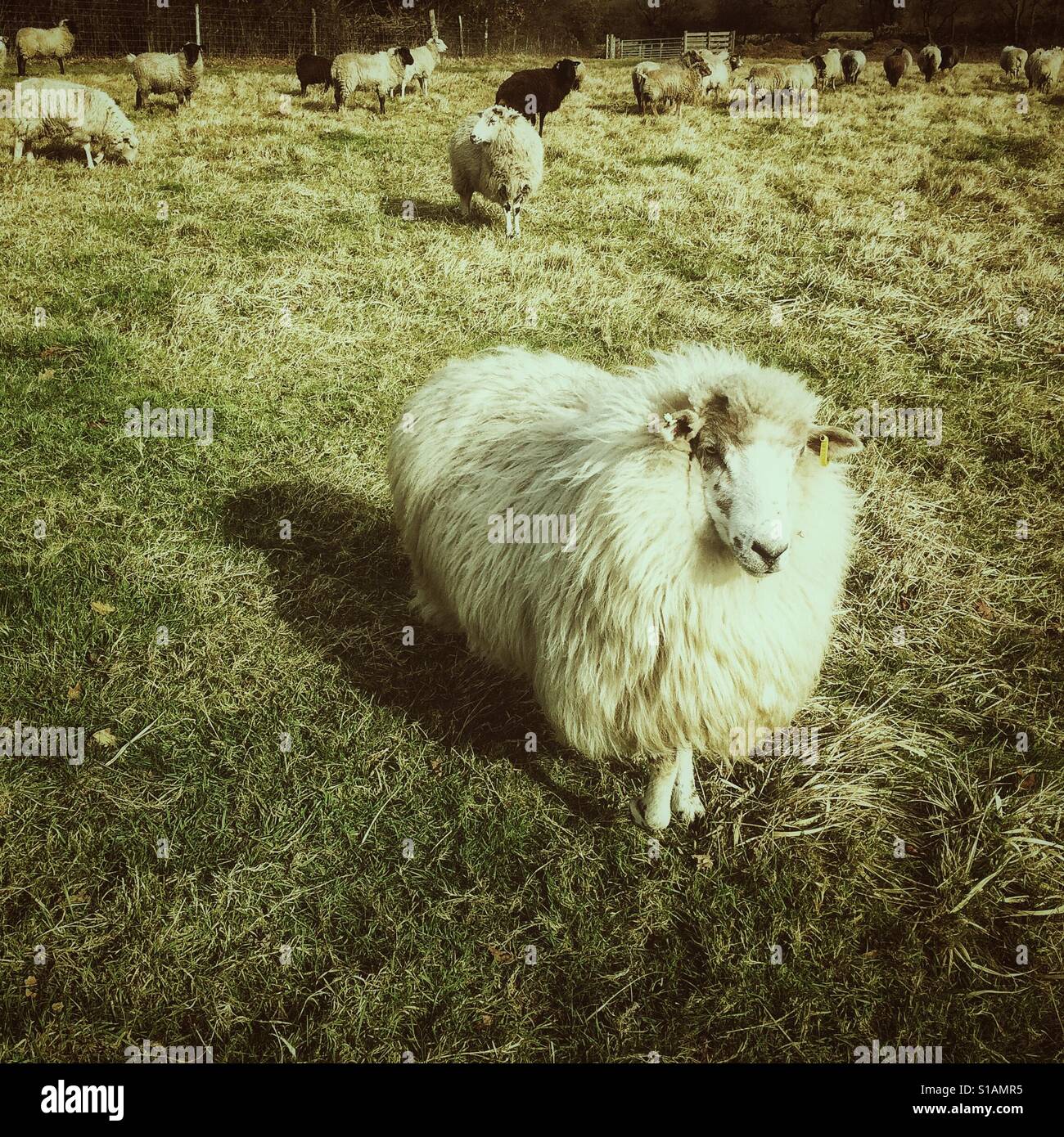 Welsh Mountain Schaf mit dicken weißen Vlies. Stockfoto