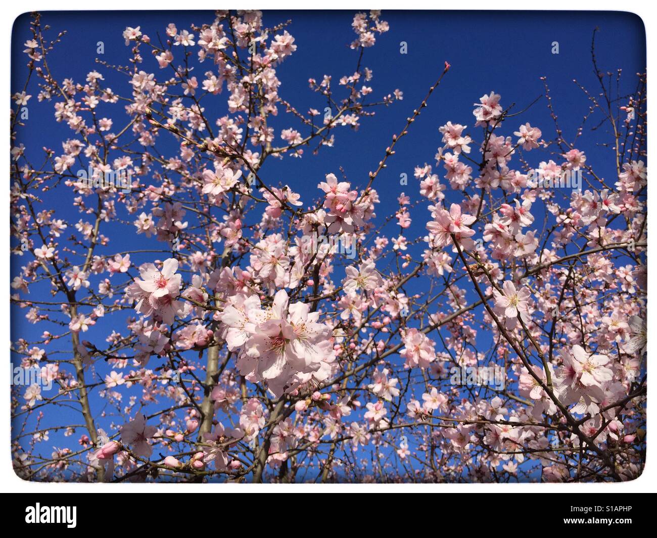 Frühjahr blühende in Italien; Pfirsichbaum ist in Blüte vor blauem Himmel - Smartphone-aufgenommenes Stockfoto