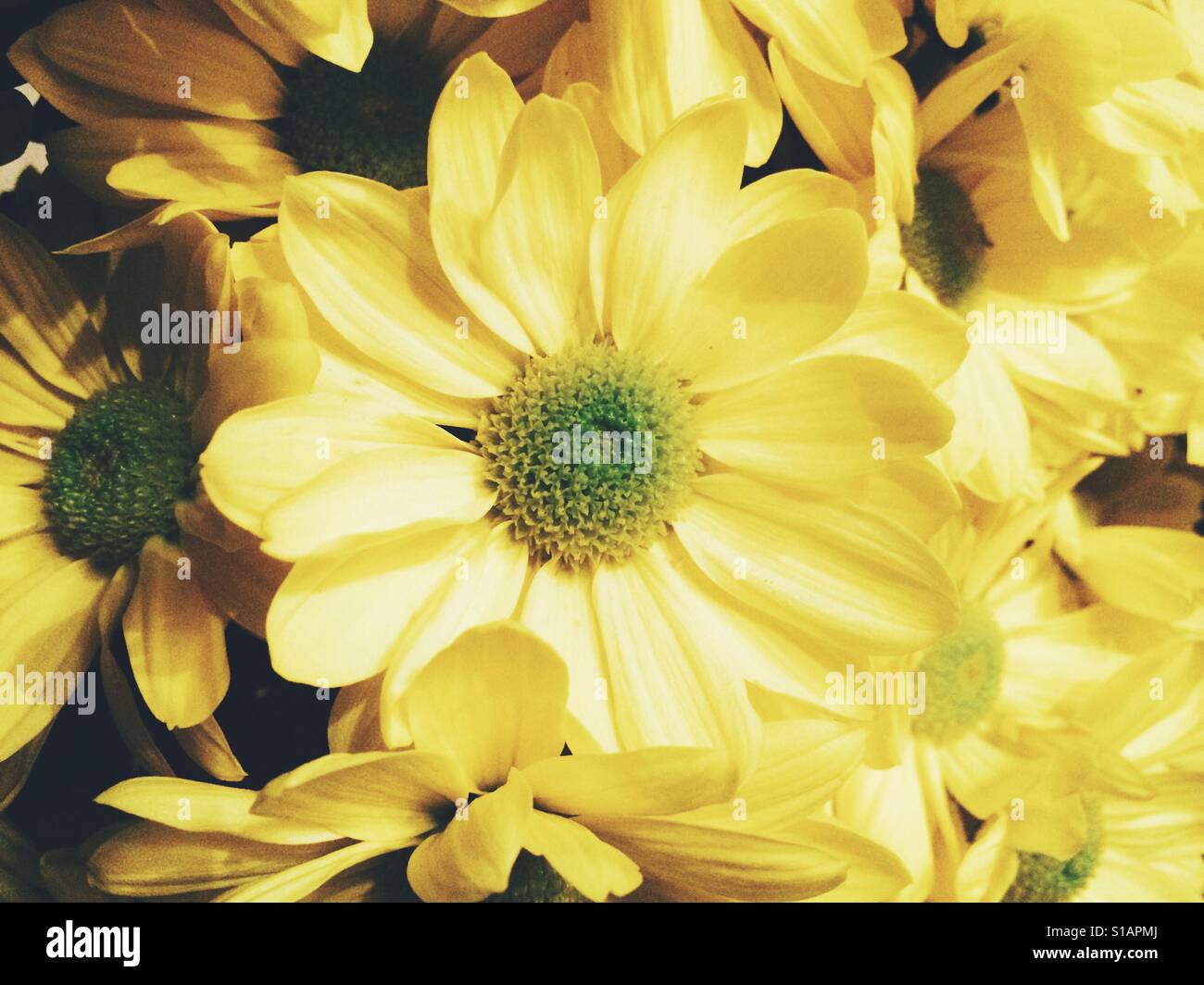 Vollformat-Bild der gelben Blüten. Stockfoto
