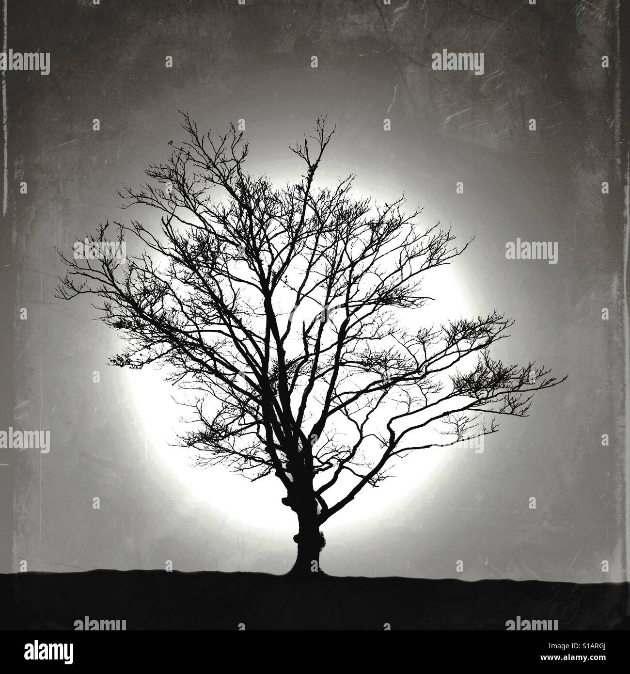 Eine einsamer Baum Silhouette zeichnet sich gegen einen strukturierten schwarzen und weißen Hintergrund. Stockfoto