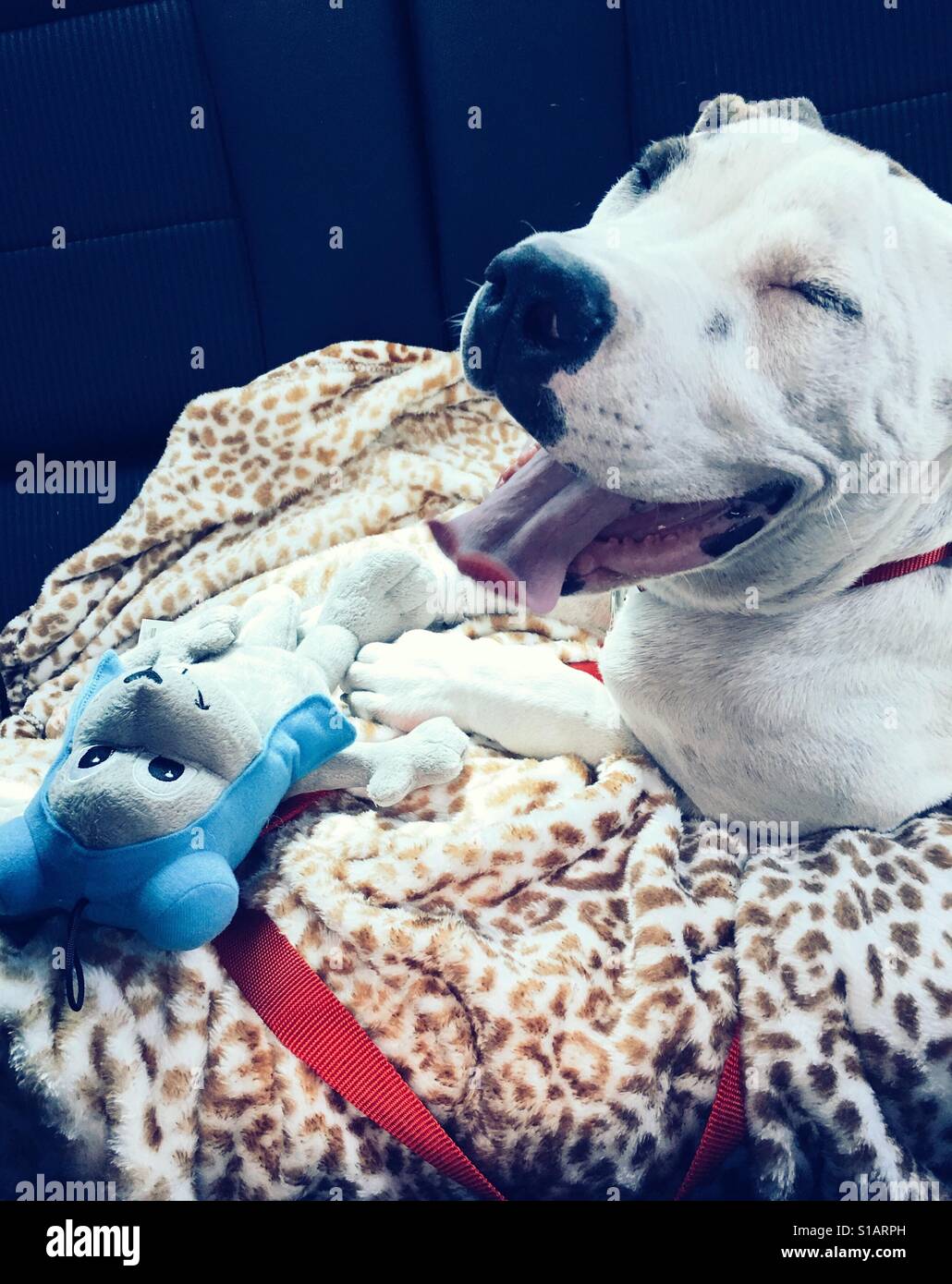 Wenn Sie einen Pitbull Welpen von der Straße, er lächelt zu retten... Joy & Dankbarkeit Stockfoto