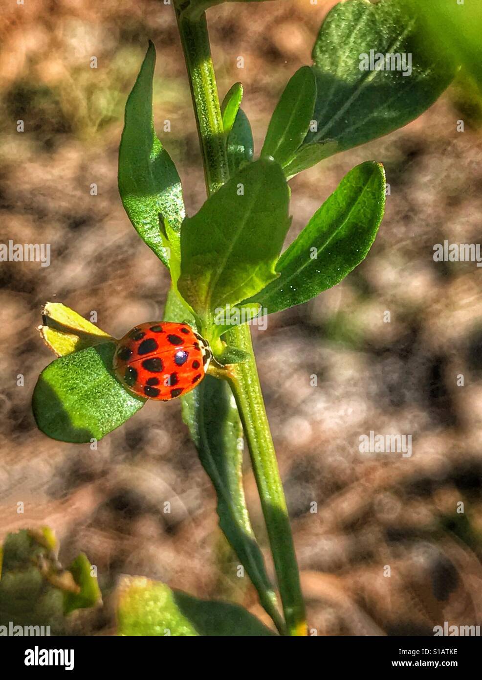 Ein Marienkäfer oder Harlekin Marienkäfer Insekt, Harmonia axyridis - Smartphone-aufgenommenes Stockfoto