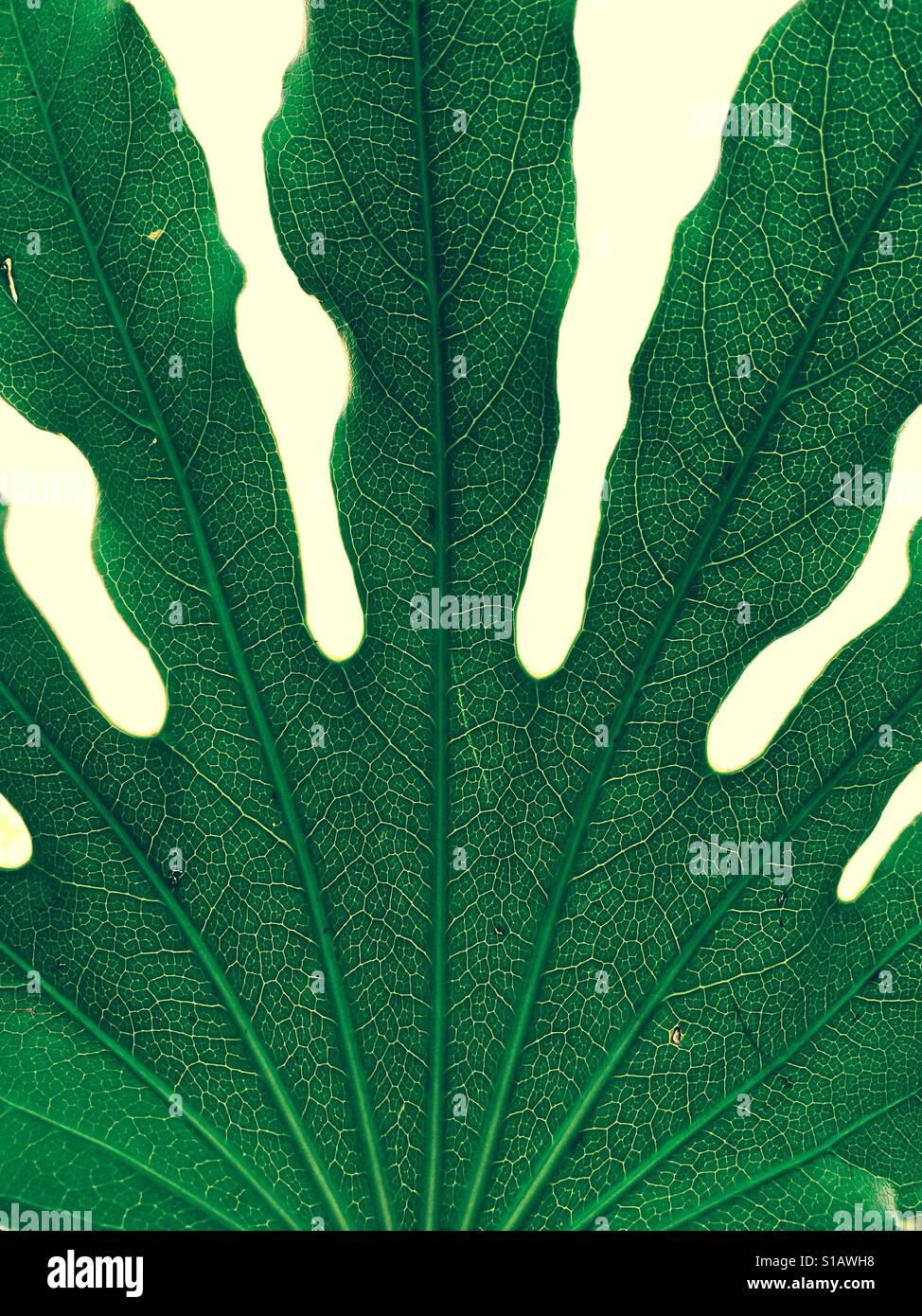 Grünes Blatt mit Venen hautnah und Blattstruktur durchschauen Stockfoto