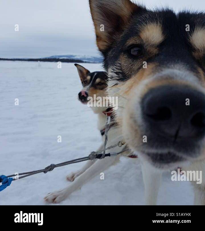 Huskies Stockfoto
