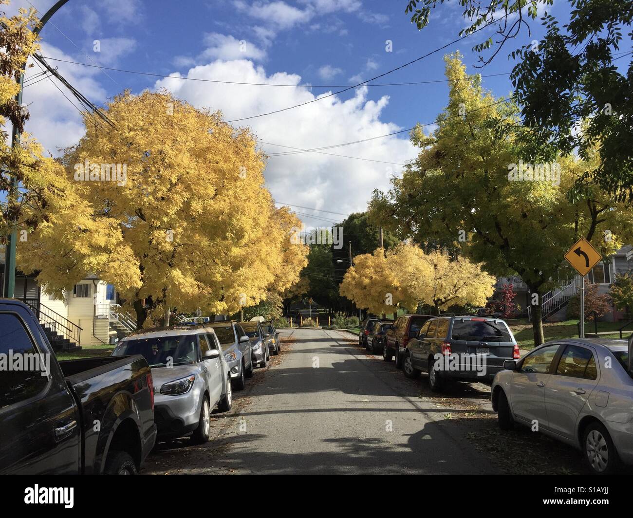 Herbst gelb Bäume Stockfoto