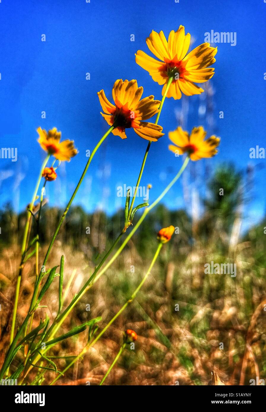 Wildblumen in eine Sonnenwiese, Florida Tickseed, Coreopsis floridana Stockfoto