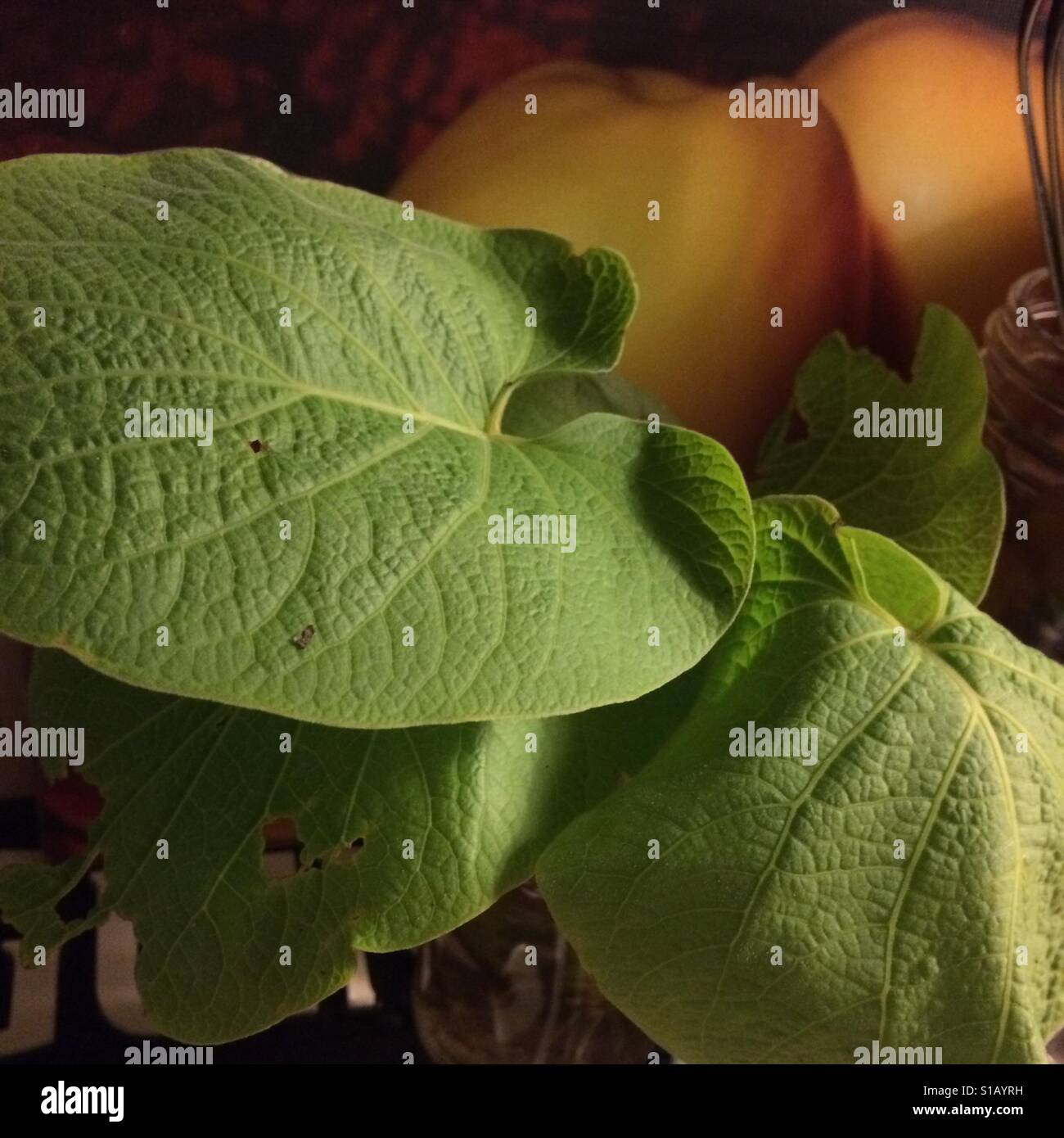 Schön frisch gepflückten Hoja Santa, auch bekannt als "Root Beer Plant" sitzt auf einem Küchentisch Stockfoto