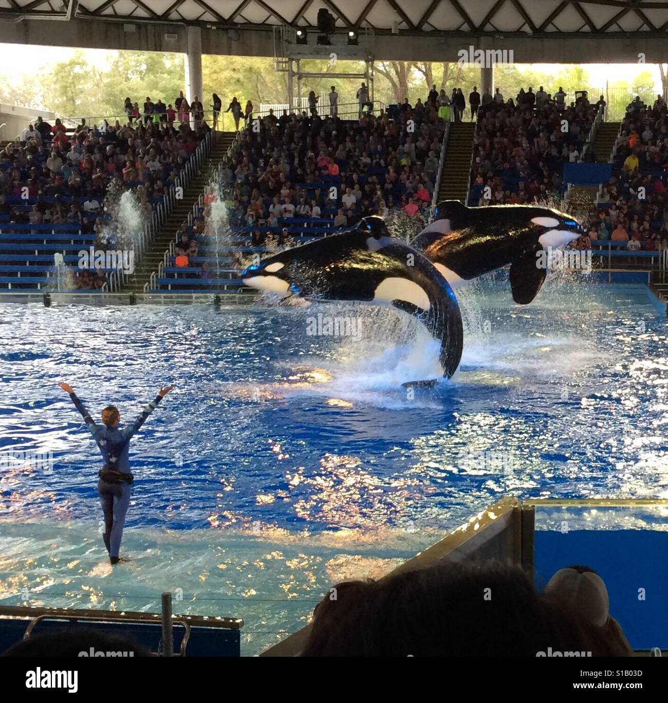 Synchronisierte Wale. Majestätisch. SeaWorld. Shamu und Trainer. Stockfoto