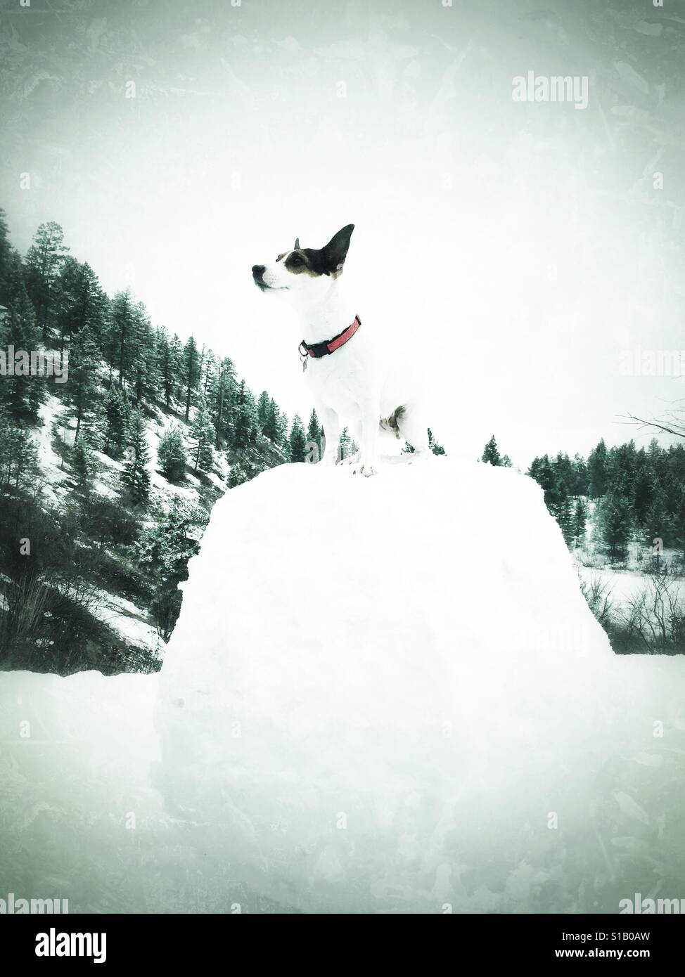 Kleine weiße Hund sitzt auf einem großen Schnee-Ball. - Smartphone-aufgenommenes Stockfoto