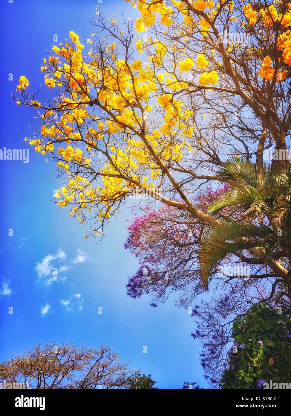 Tabebuia und Jacarandabäume füllen den Himmel mit gelb und lila Blüten, die die Ankunft des Frühlings bedeuten. Stockfoto