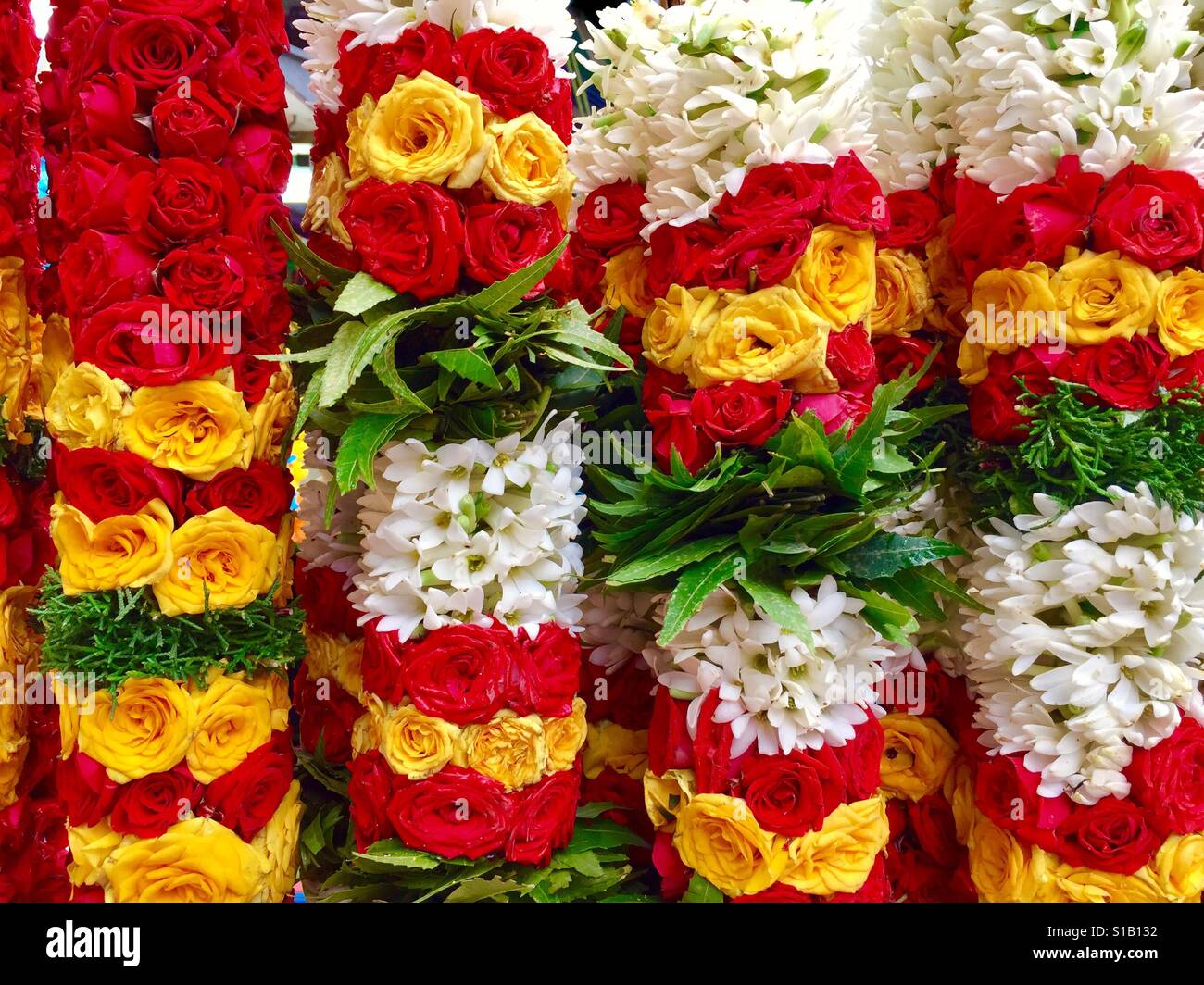 Roses Indian Stockfotos Roses Indian Bilder Alamy