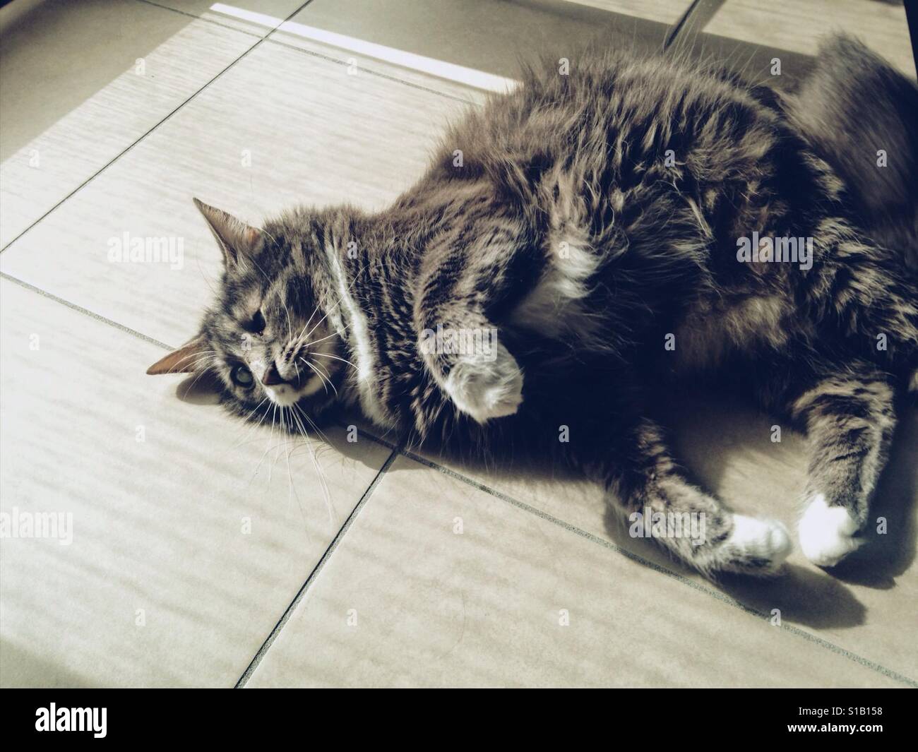 Katze auf sonnigen Tag Stockfoto