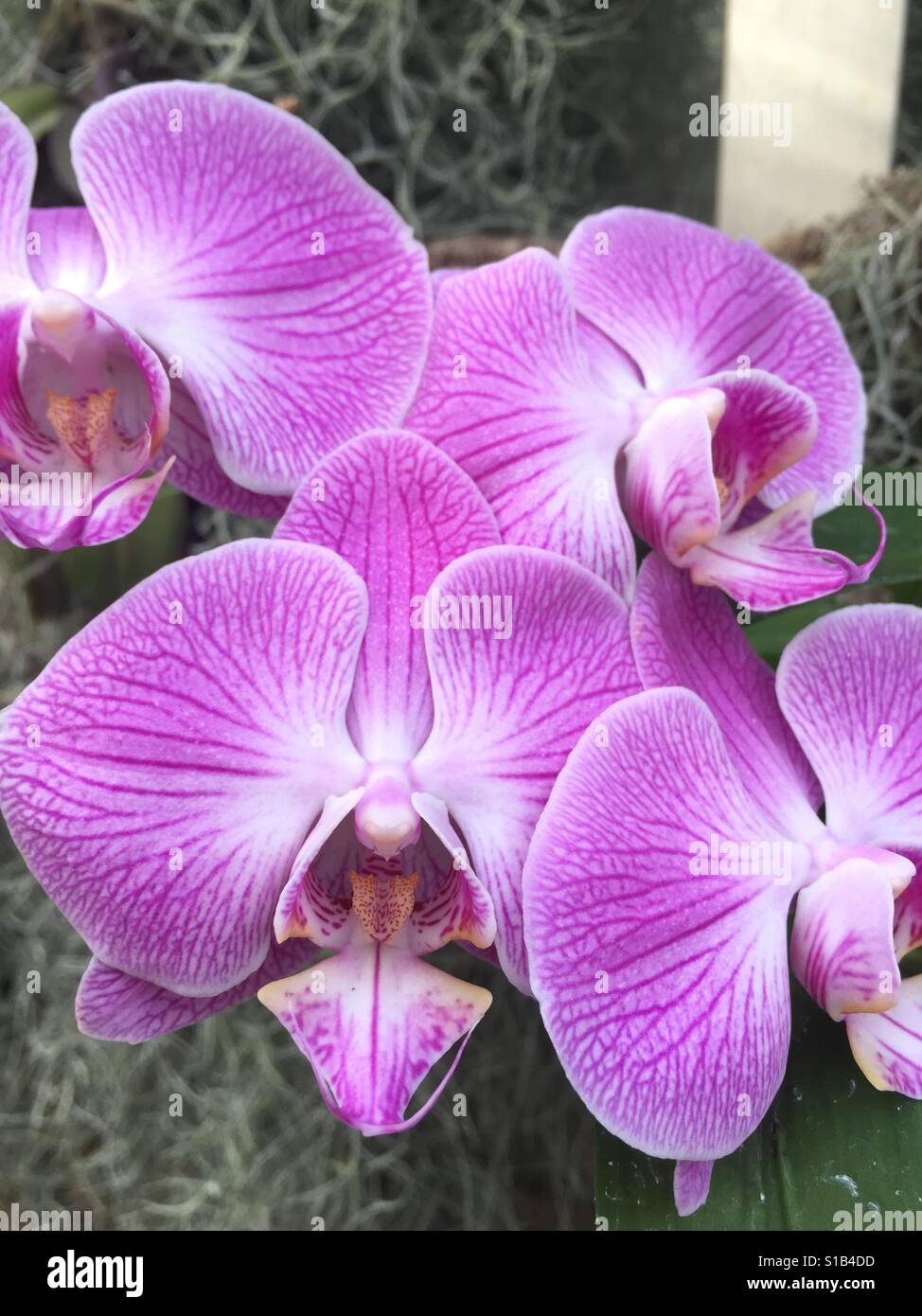 Schöne Blumen von tiefen Schnitt park NJ Stockfoto