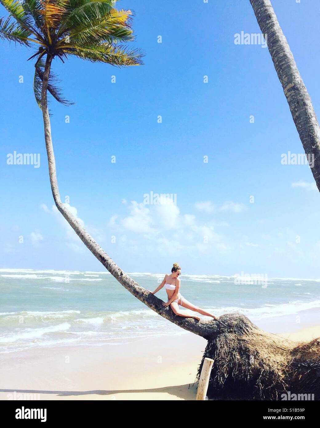 Palme sitzen in Punta Cana Stockfoto