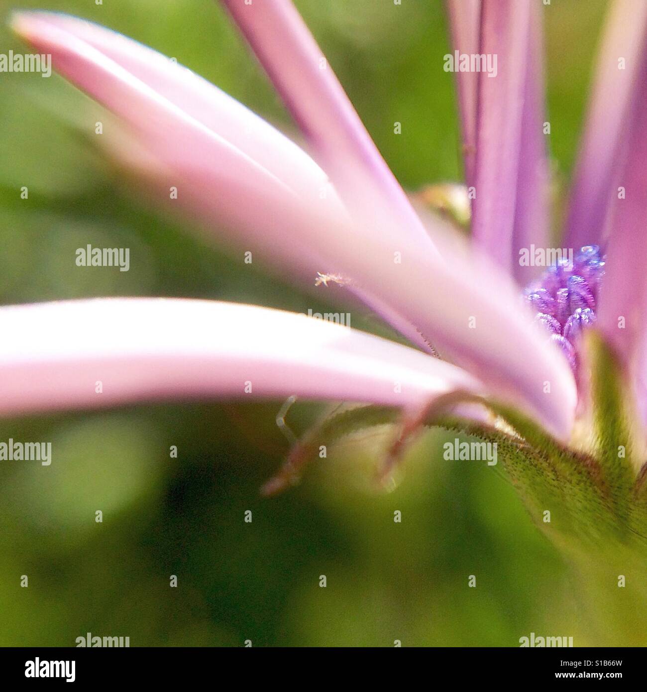Seitliche Makro-Ansicht einer lila Osteospermum Fructicosum Blume Stockfoto