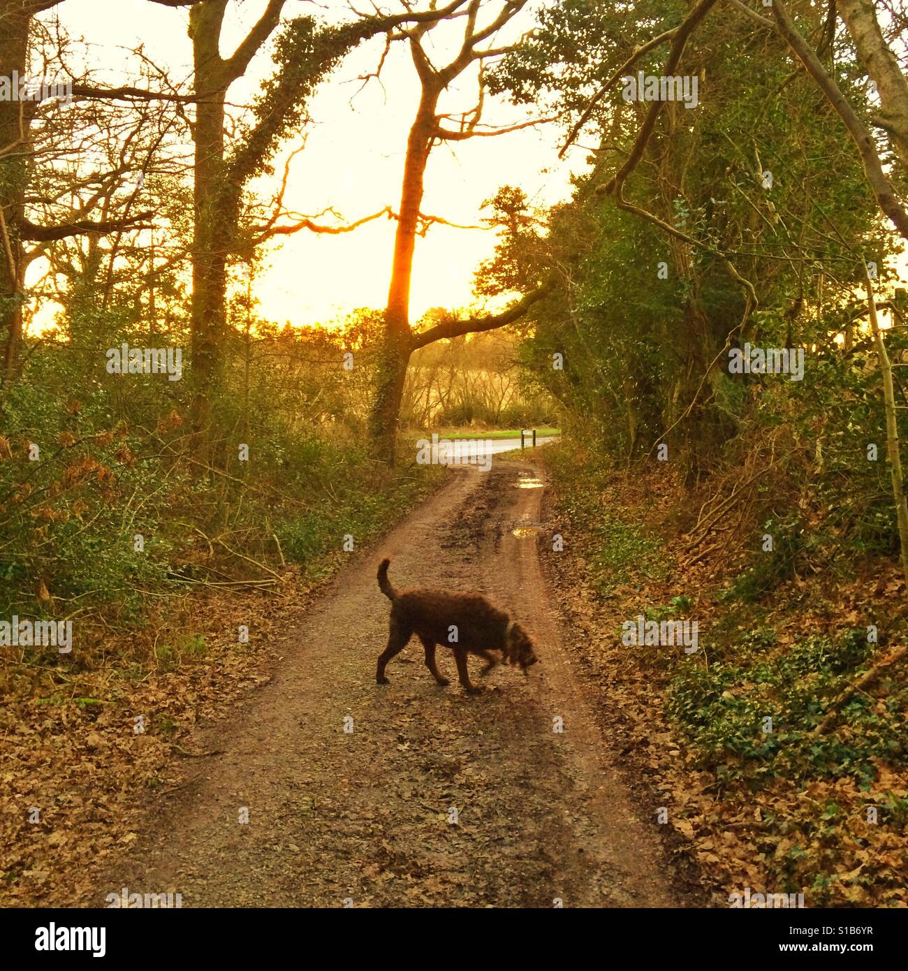 Spaziergang mit dem Hund bei Sonnenaufgang Stockfoto