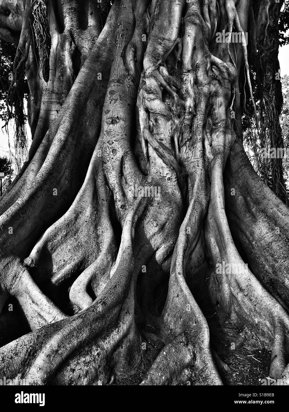 Ficus Macrophylla Würgefeige mit großen Wurzeln zu unterstützen Stockfoto