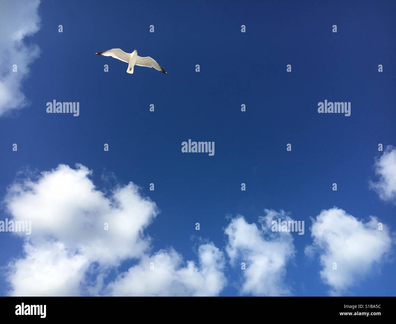 Fliegende Möwe - Smartphone-aufgenommenes Stockfoto