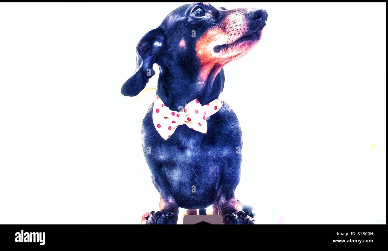 Ein Dackel Hund trägt eine gefleckte Fliege - Smartphone-aufgenommenes Stockfoto