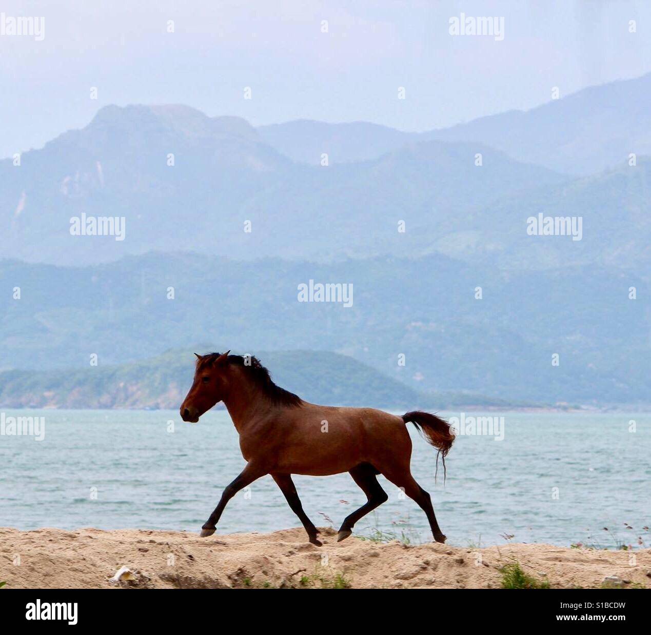 Wildes Pferd Stockfoto, Bild: 310652549 - Alamy