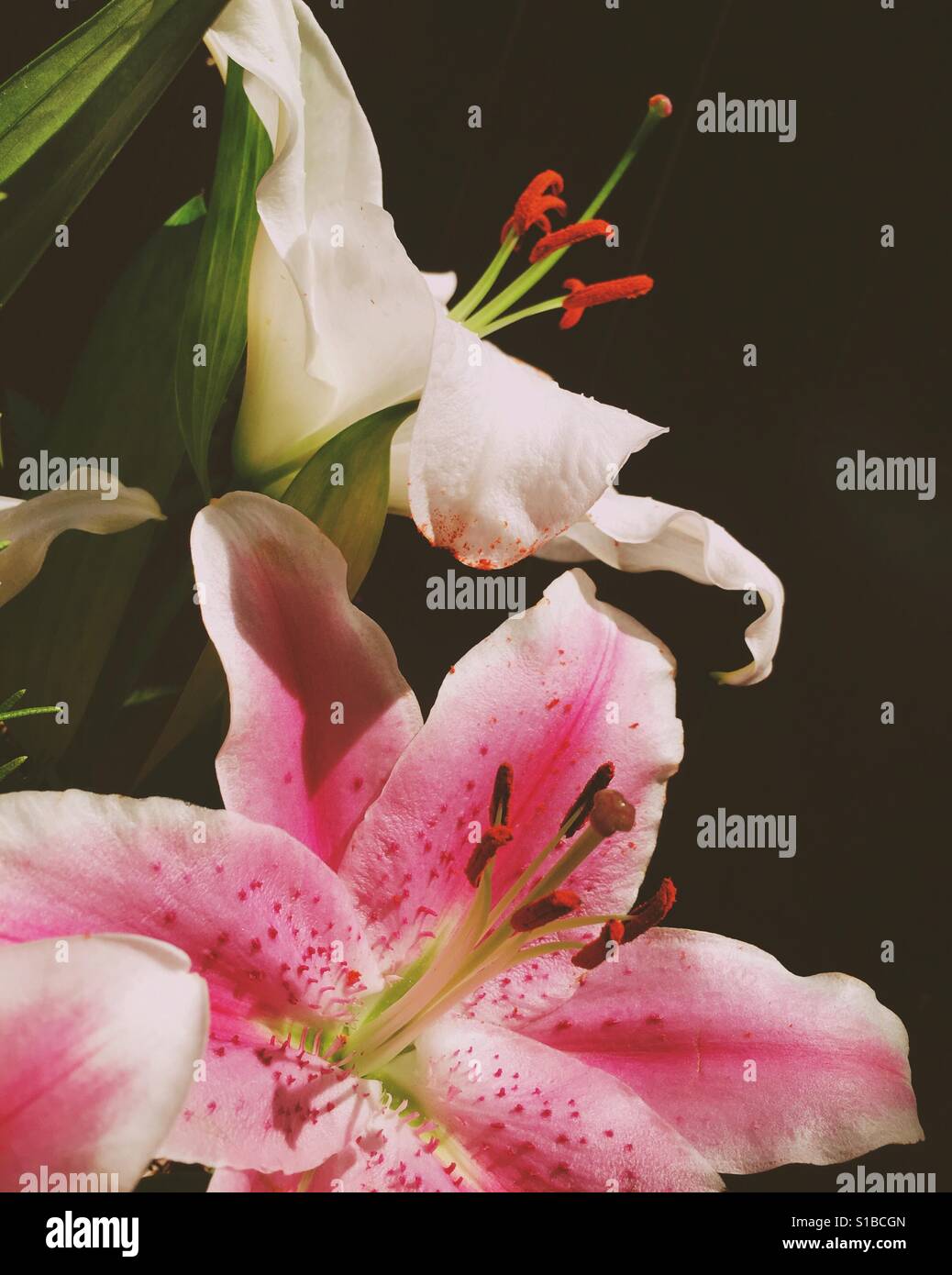 Rosa und weiße Orientalische Lilien in heller Sonne mit dunklem Hintergrund Stockfoto