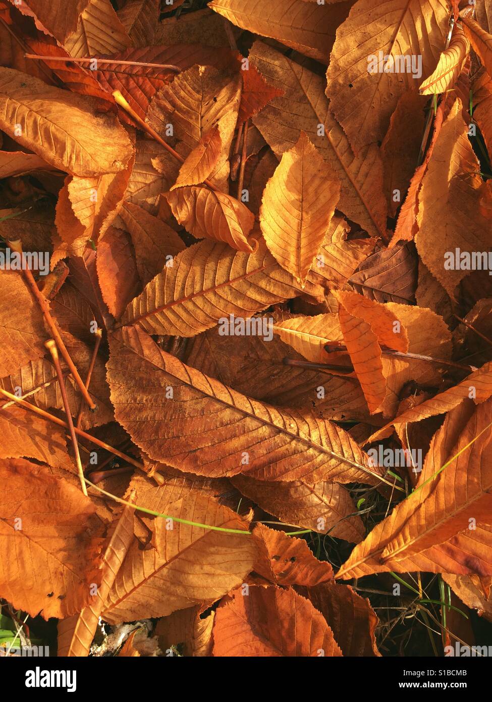 Blickte auf Orange Blätter der Kastanie, die im Herbst gefallen Stockfoto