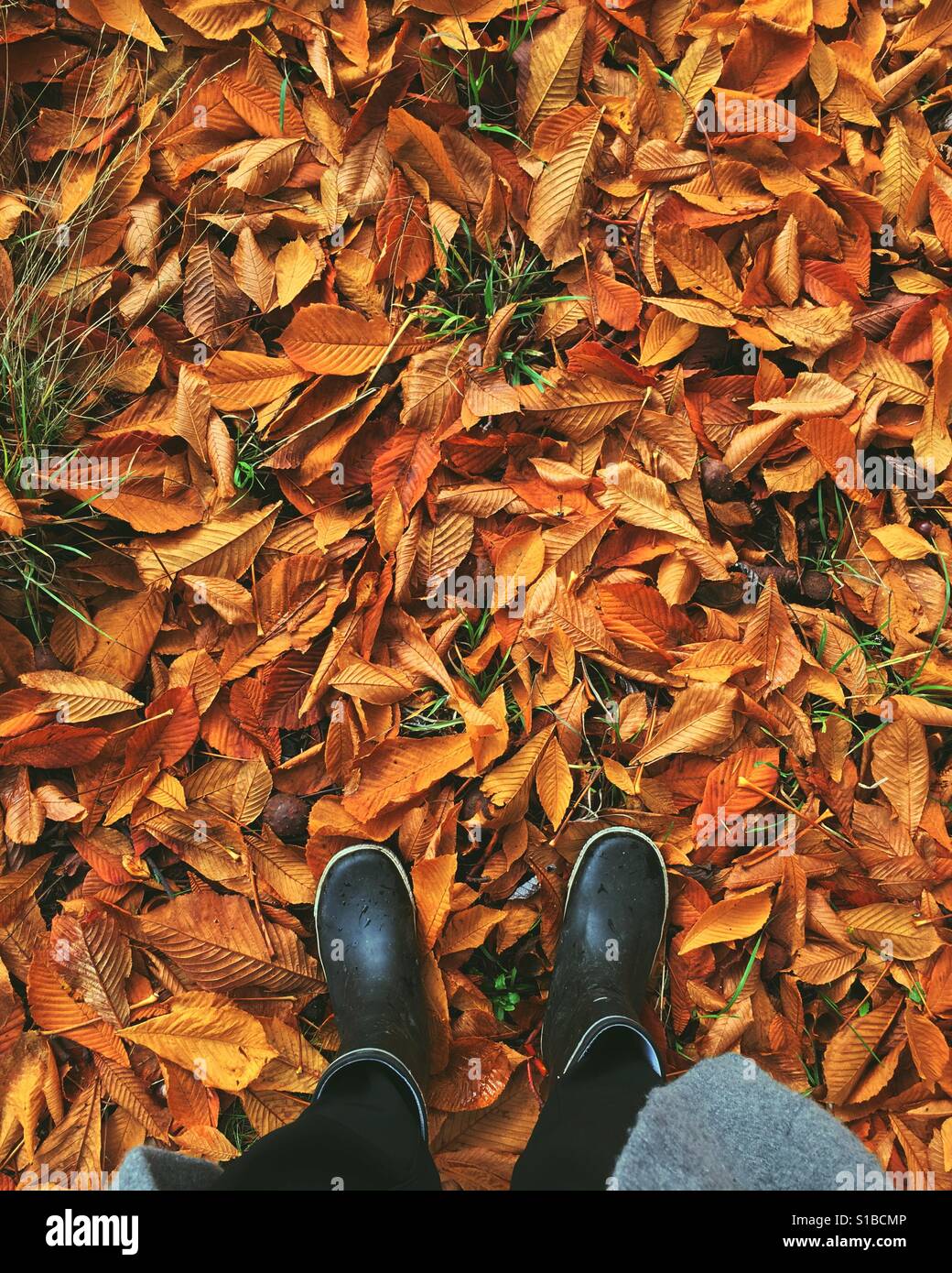 Aus meiner Sicht Stiefel blickte auf Kaugummi stehend auf orange Kastanie Blätter im Herbst Stockfoto