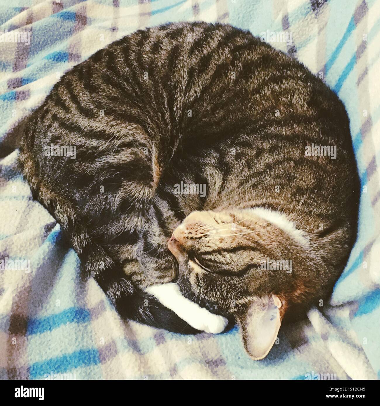 Top-down-Ansicht von der happy Cat eingerollt in Kugel auf Decke. Stockfoto