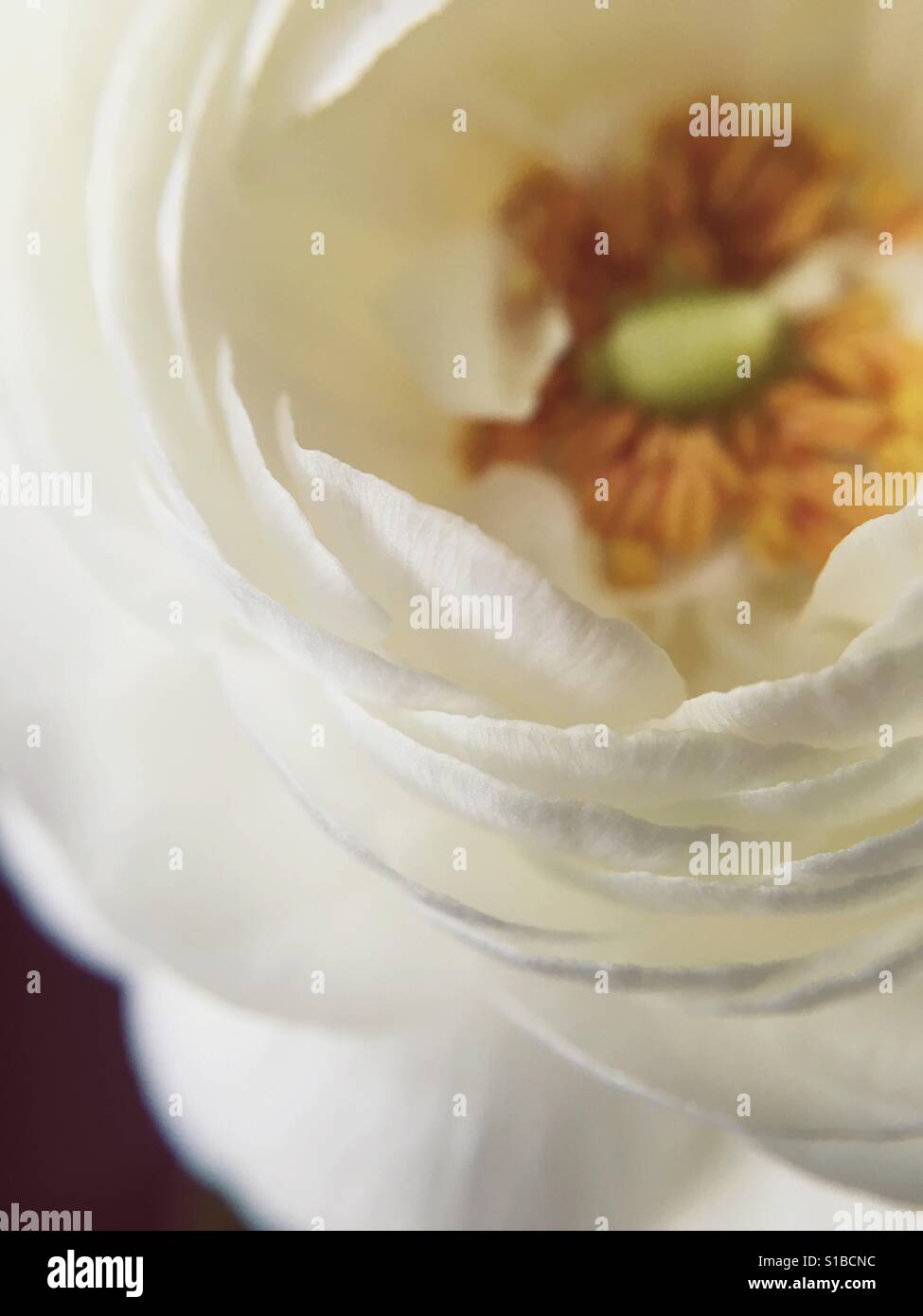 Makrofoto des weißen Ranunkeln Blume Nahaufnahme Stockfoto