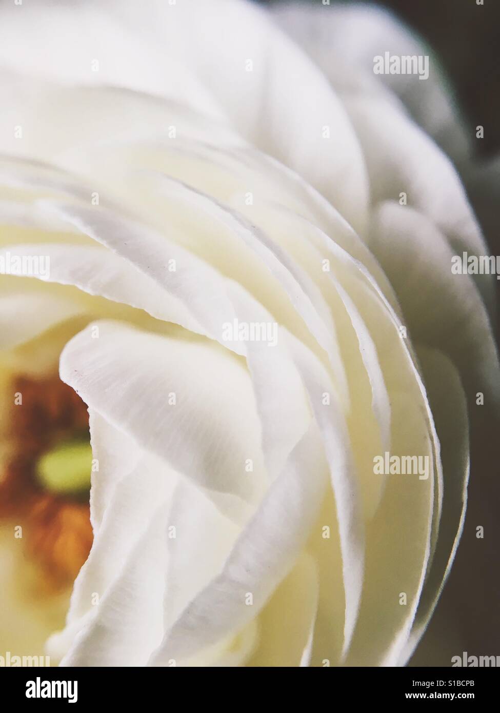 Schöne Nahaufnahme Makro-Foto von weißen Ranunkeln Blütenblättern Stockfoto