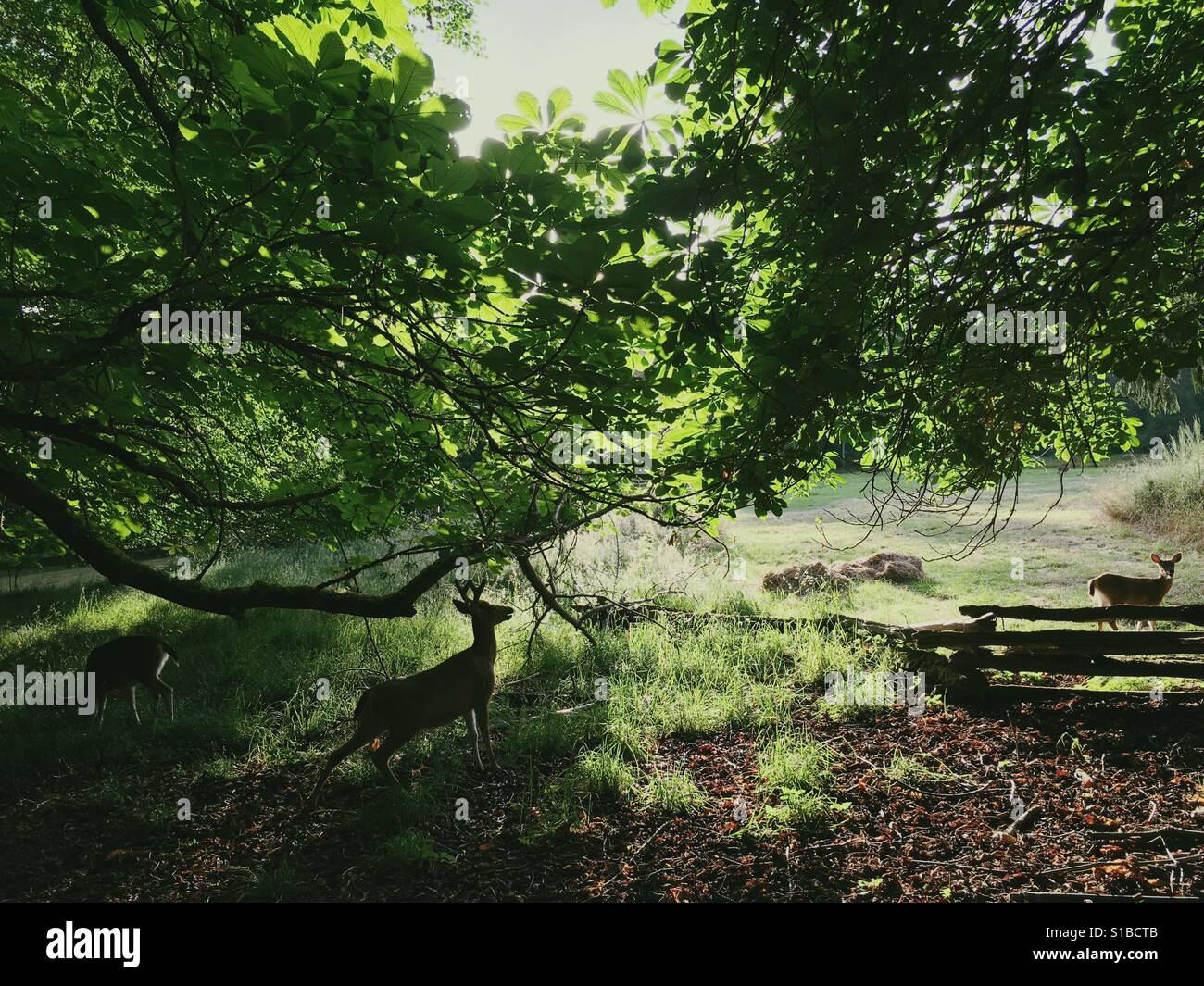 Blacktail Hirsch am Rand der Bauer Feld Beweidung unter Kastanienbäumen Stockfoto