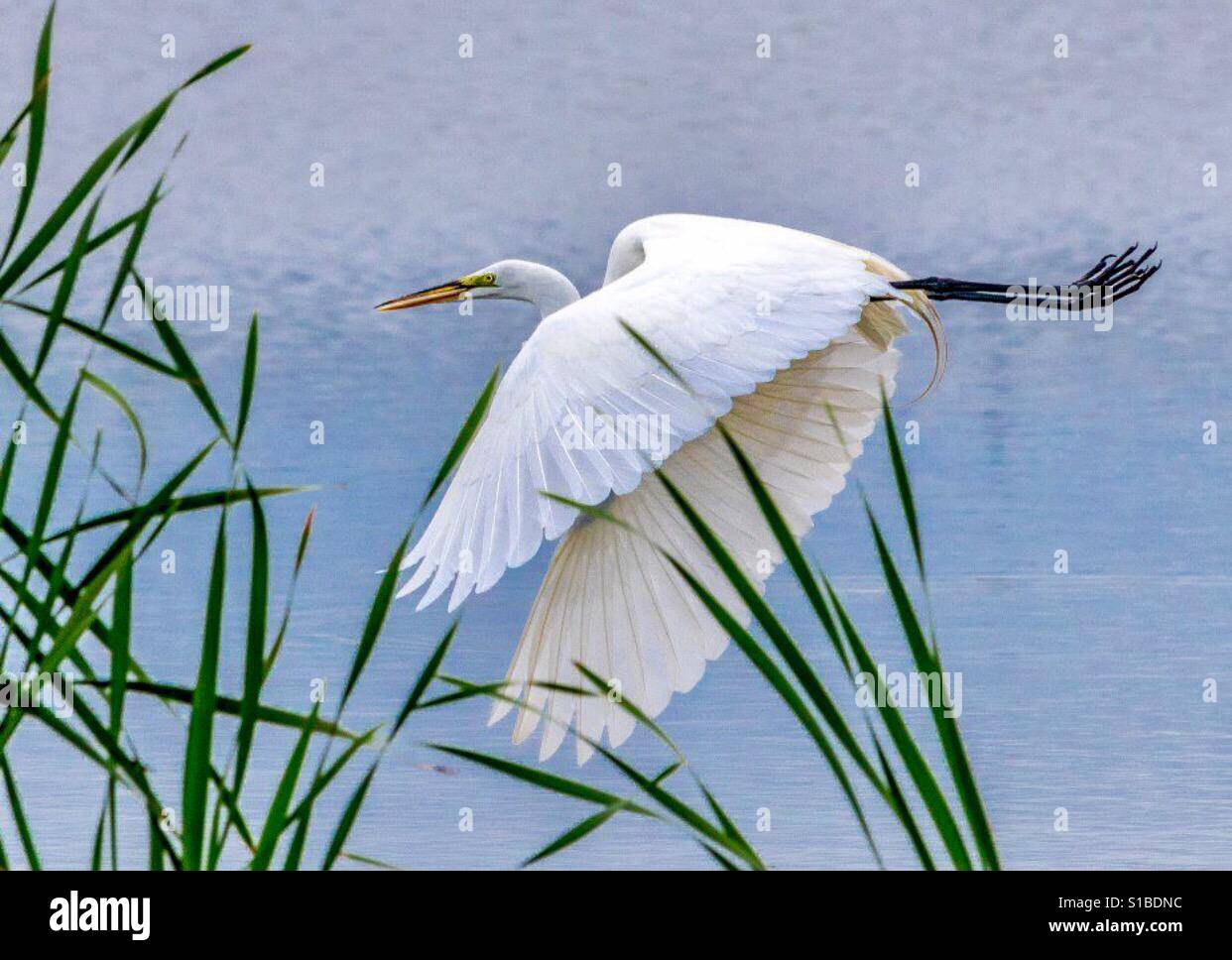 Silberreiher in Louisiana Stockfoto