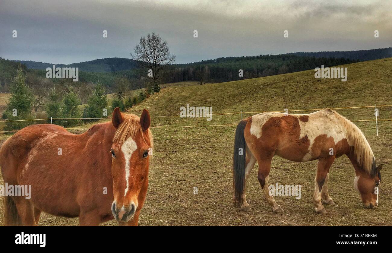 Zwei Pferde im Feld Stockfoto